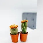 شقة Mansarda Cotroceni بوخارست